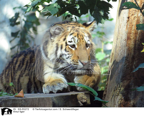 Amurtiger / Amur tiger / SS-55272