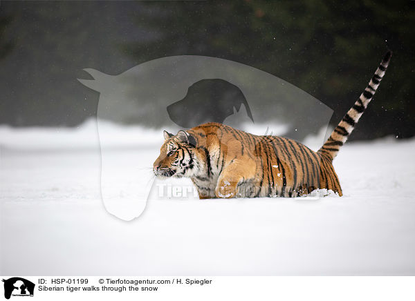 Siberian tiger walks through the snow / HSP-01199