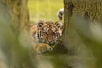 young Siberian Tiger