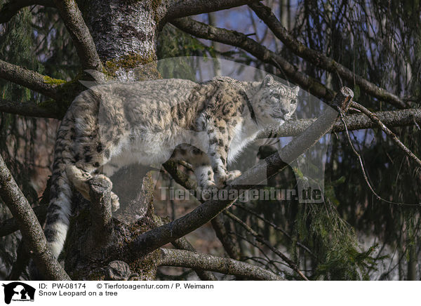 Snow Leopard on a tree / PW-08174