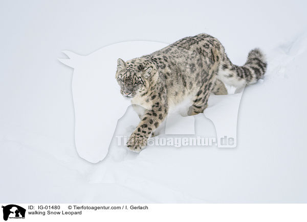 walking Snow Leopard / IG-01480