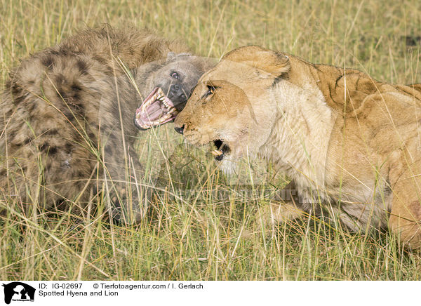 Spotted Hyena and Lion / IG-02697