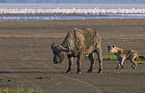 spotted hyena and cape buffalo