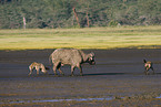 spotted hyenas and cape buffalo