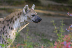 Spotted Hyena portrait