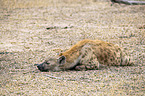lying Spotted Hyena