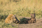 Spotted Hyena with cub