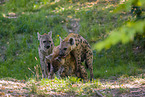 spotted hyenas