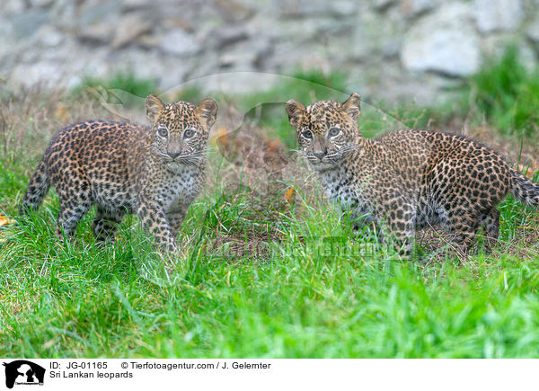 Sri Lankan leopards / JG-01165