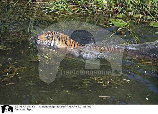 Sumatran tiger / FLPA-01781