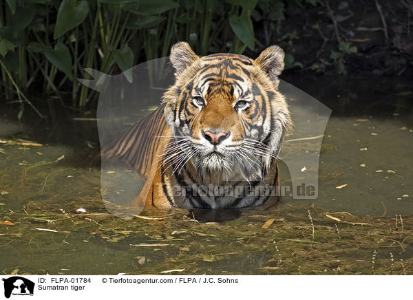 Sumatran tiger / FLPA-01784