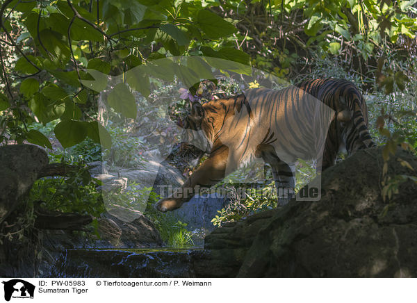 Sumatran Tiger / PW-05983