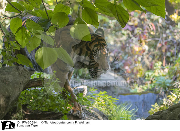 Sumatran Tiger / PW-05984