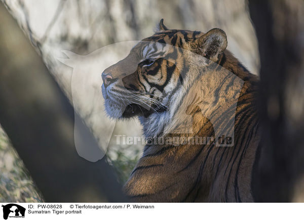 Sumatran Tiger portrait / PW-08628