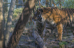 walking Sumatran Tiger