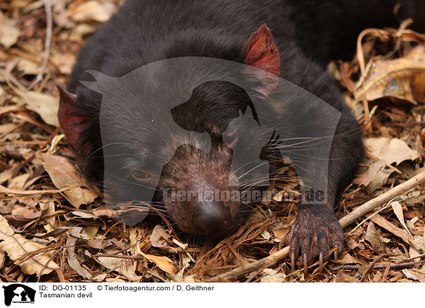 Tasmanian devil / DG-01135