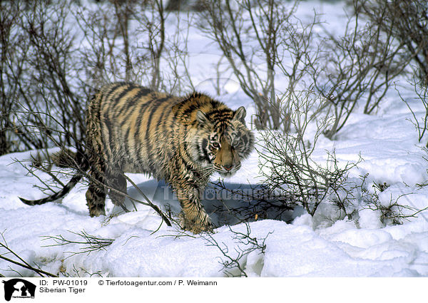 Sibirischer Tiger / Siberian Tiger / PW-01019