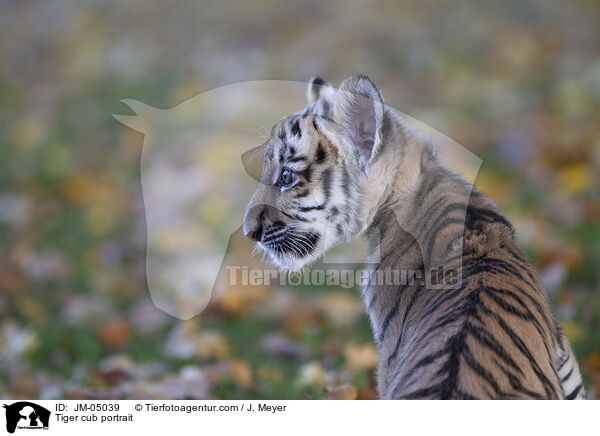 Tiger cub portrait / JM-05039