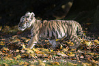 running tiger cub