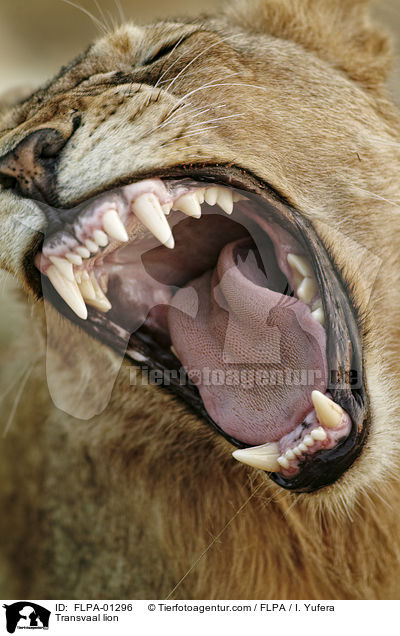 Transvaal lion / FLPA-01296