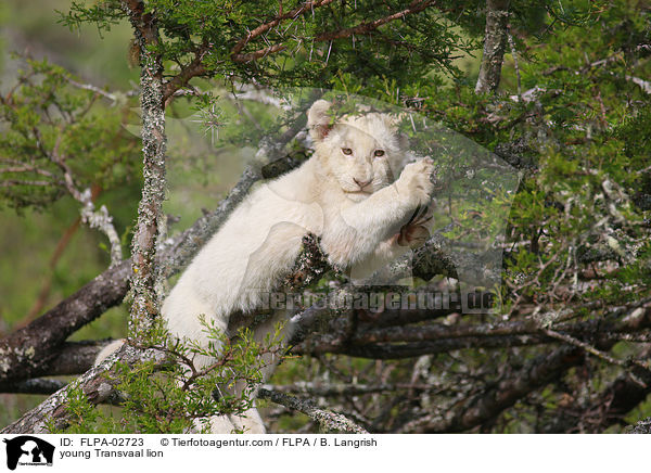 young Transvaal lion / FLPA-02723