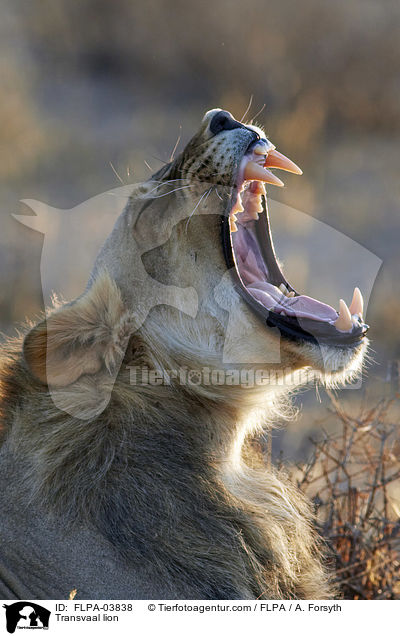 Transvaal lion / FLPA-03838