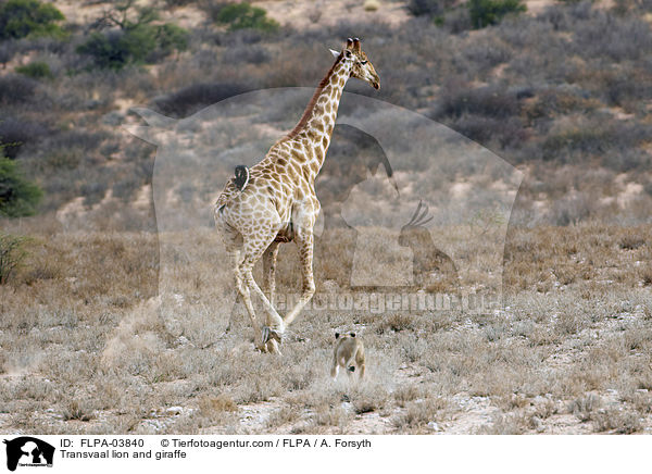 Transvaal lion and giraffe / FLPA-03840