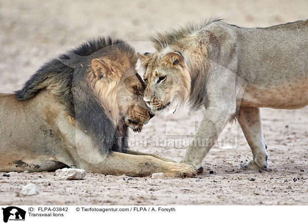 Transvaal lions / FLPA-03842