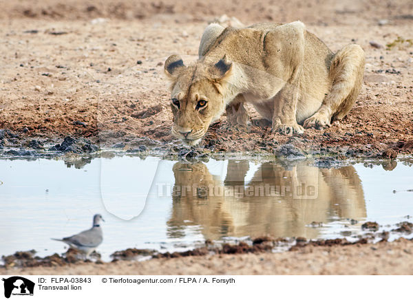 Transvaal lion / FLPA-03843