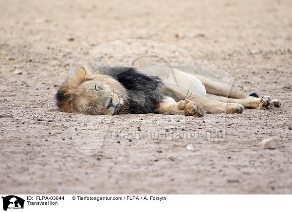 Transvaal lion / FLPA-03844