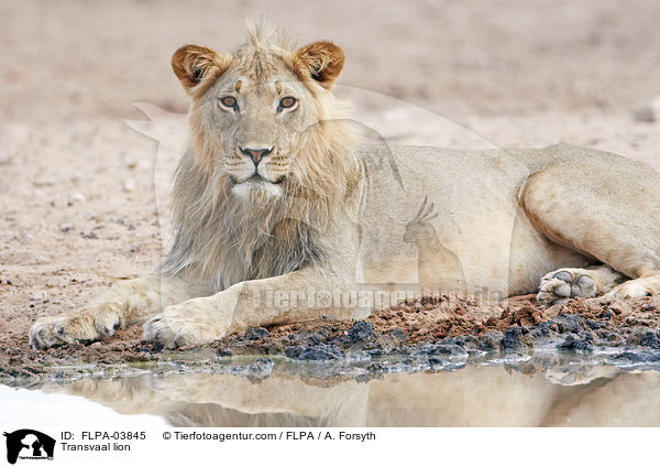 Transvaal lion / FLPA-03845