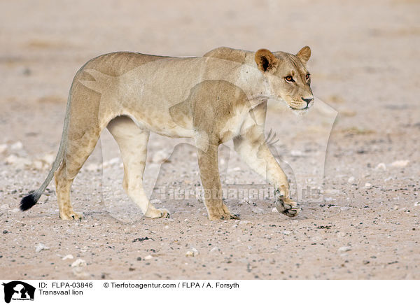 Transvaal lion / FLPA-03846