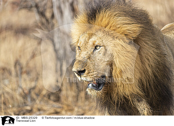 Transvaal Lion / MBS-25329