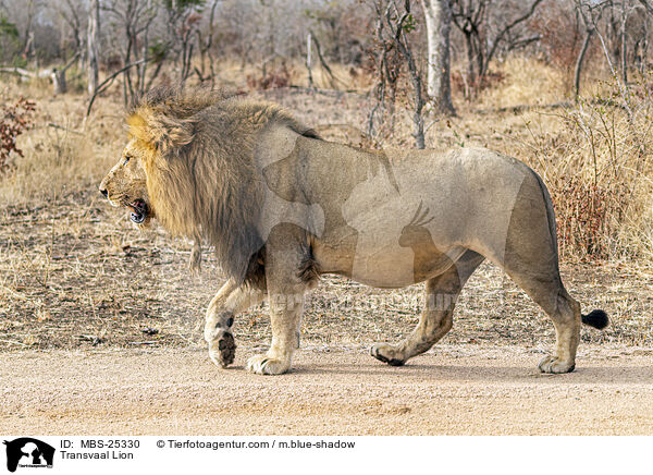 Transvaal Lion / MBS-25330