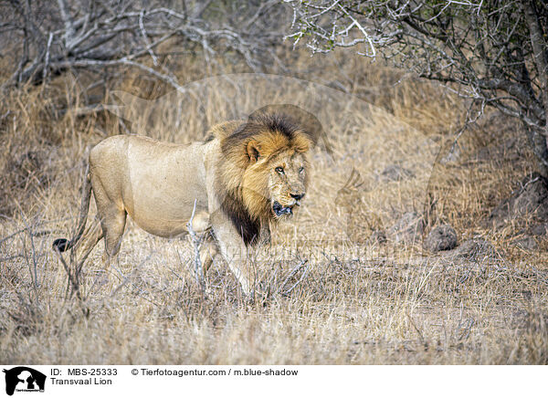 Transvaal Lion / MBS-25333