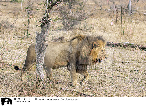Transvaal Lion / MBS-25340