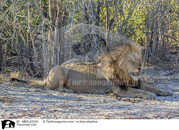 Transvaal Lion / MBS-25342