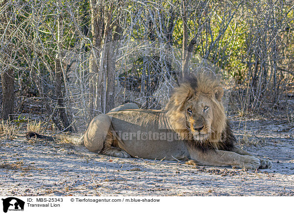 Transvaal Lion / MBS-25343