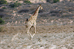 Transvaal lion and giraffe
