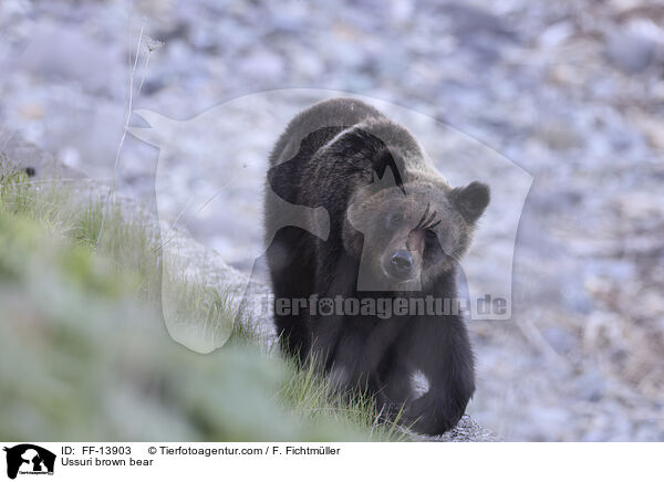 Ussuri brown bear / FF-13903