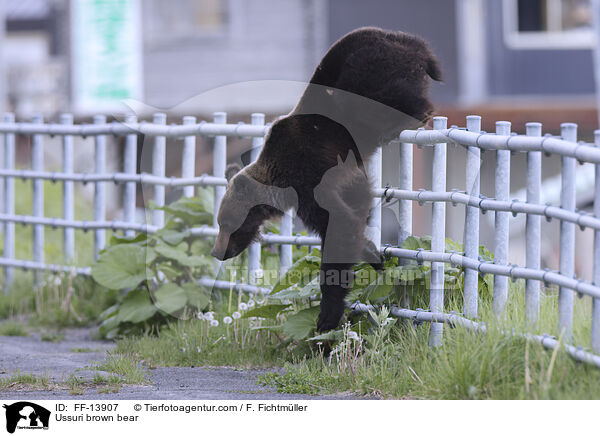 Ussuri brown bear / FF-13907