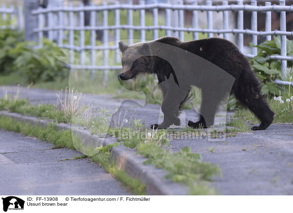 Ussuri brown bear / FF-13908