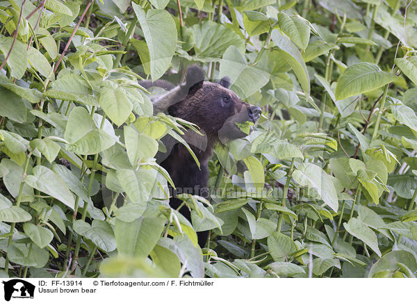 Ussuri brown bear / FF-13914