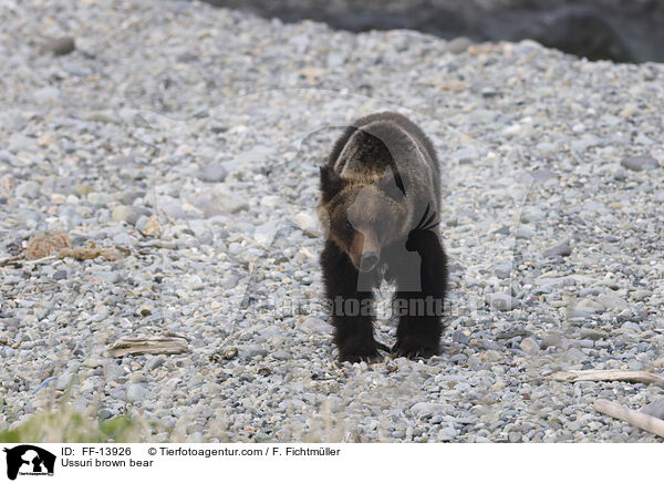 Ussuri brown bear / FF-13926