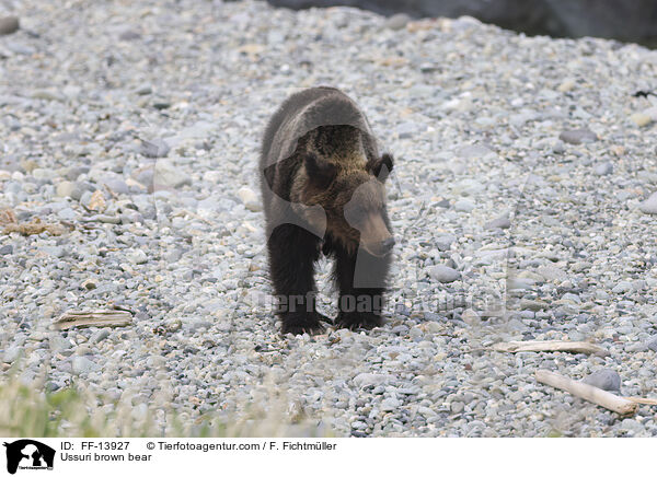 Ussuri brown bear / FF-13927