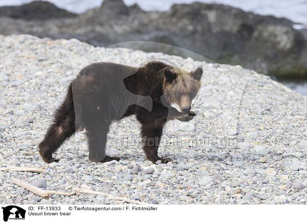 Ussuri brown bear / FF-13933