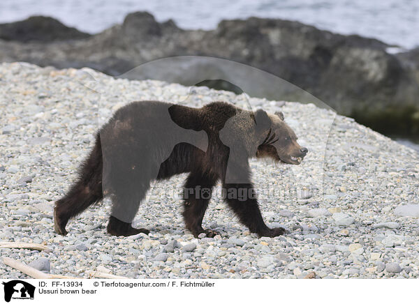Ussuri brown bear / FF-13934