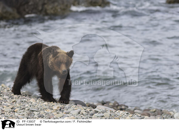 Ussuri brown bear / FF-13937