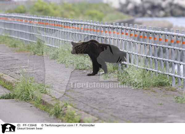 Ussuri brown bear / FF-13948