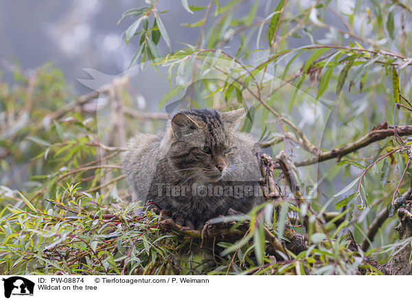 Wildkatze auf dem Baum / Wildcat on the tree / PW-08874